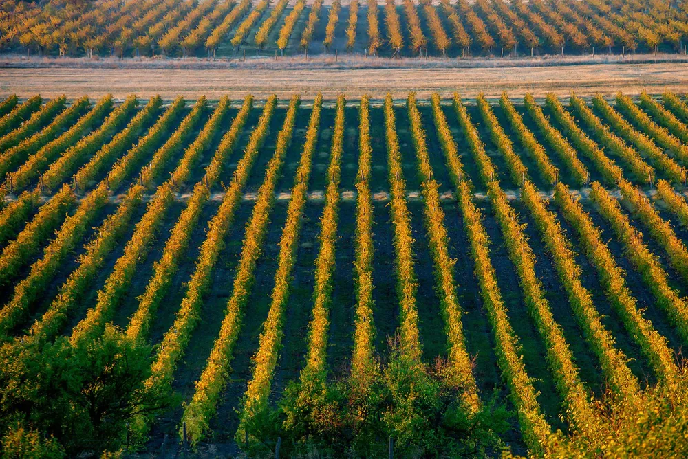 An aerial view of a lush vineyard with neatly aligned rows of green plants in the countryside