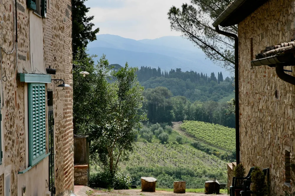 An alley way with a view of a vineyard