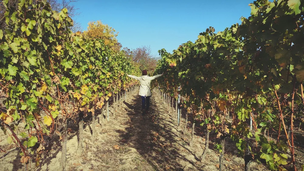 An individual walks through lush vineyard rows surrounded by grapevines in autumn