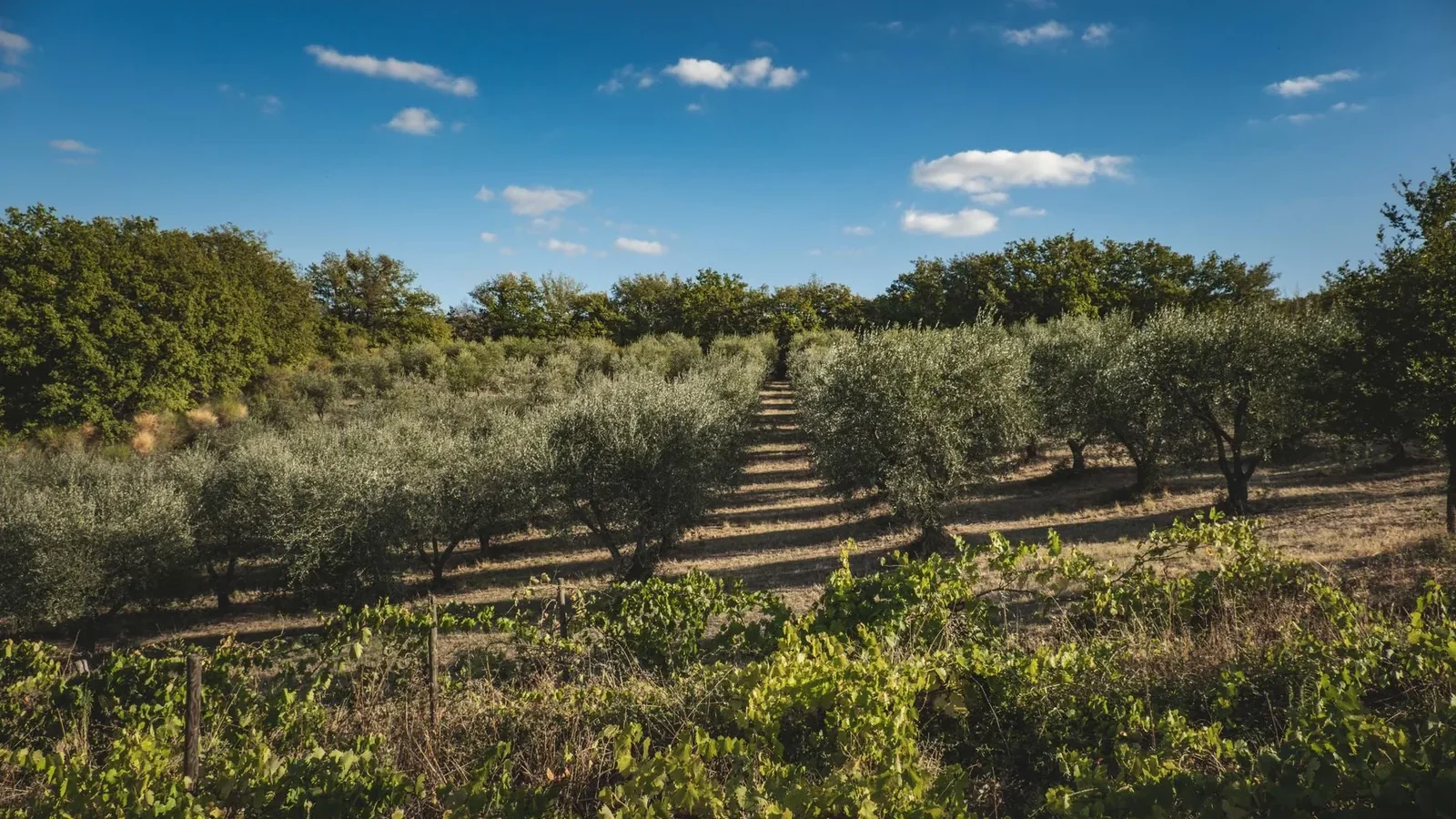 An olive tree plantation with clear blue skies and clouds