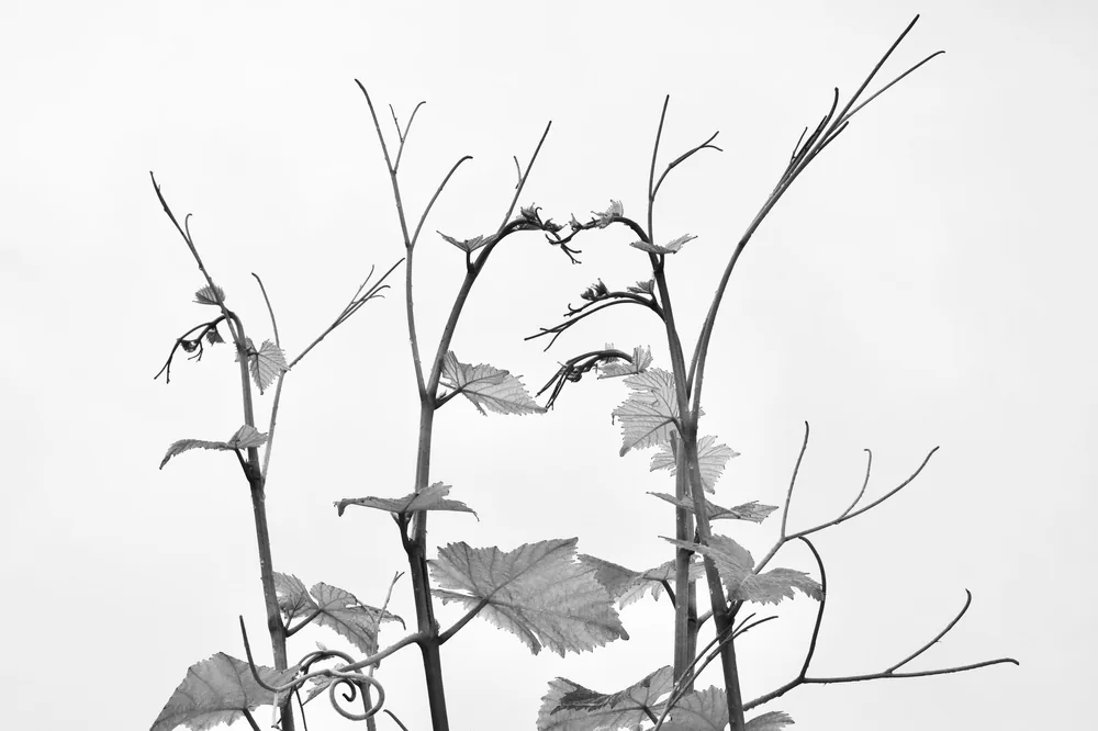 Artistic black and white photo of vine tendrils reaching upward, depicting growth