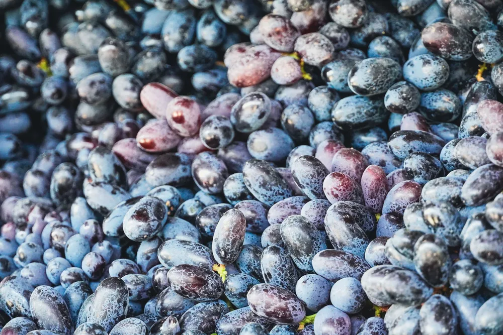 Assortment of fresh purple grapes, perfect for illustrating nature's bounty