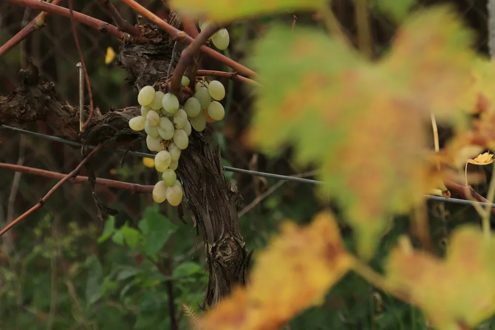 Autumn bounty with white grapes on vines - time to enjoy the simple wonders of life