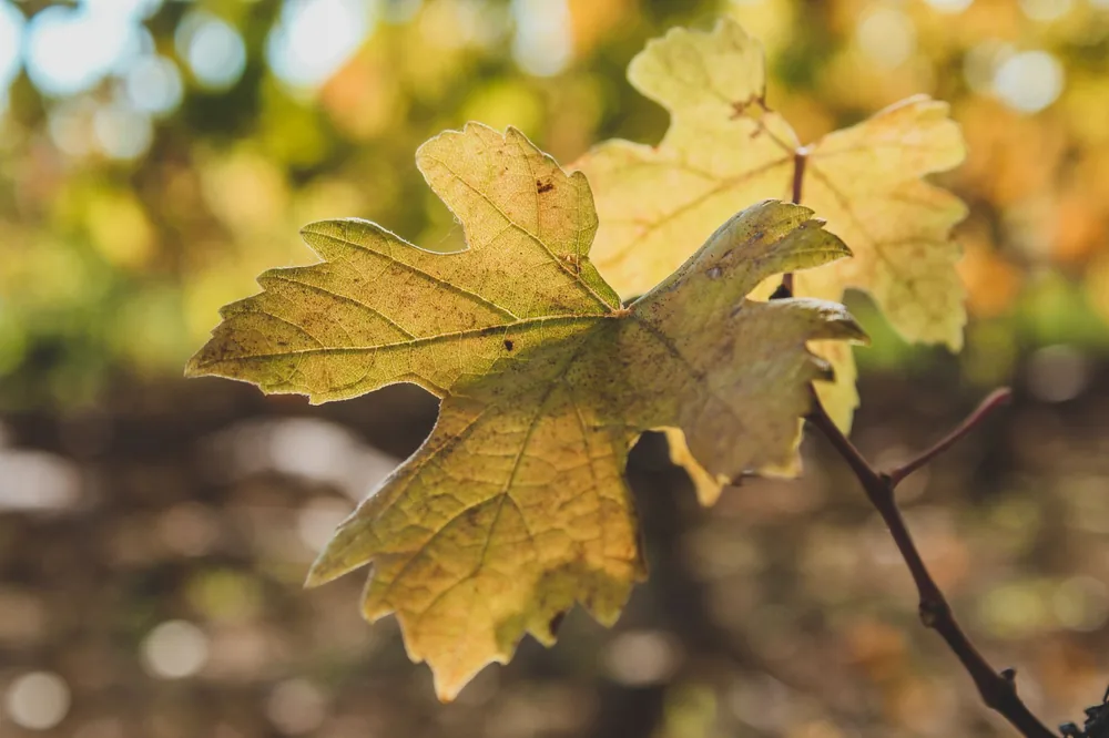 Autumn grape leaf with a blurred vineyard background