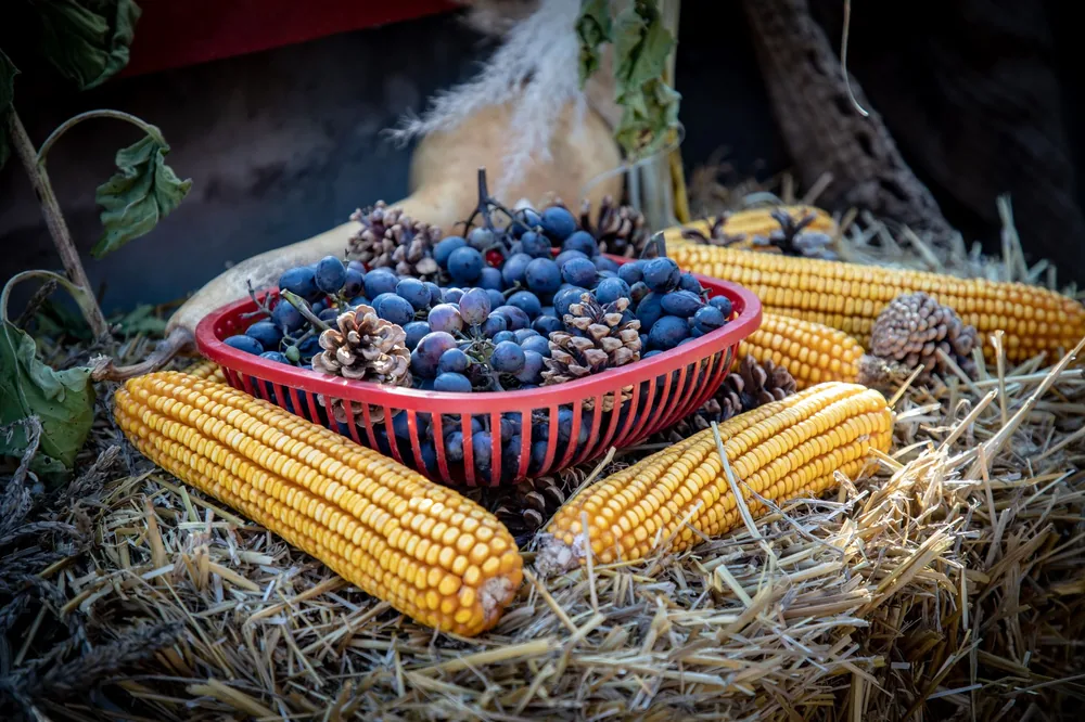 Autumn harvest display featuring corn, grapes, and pinecones in a rustic setting