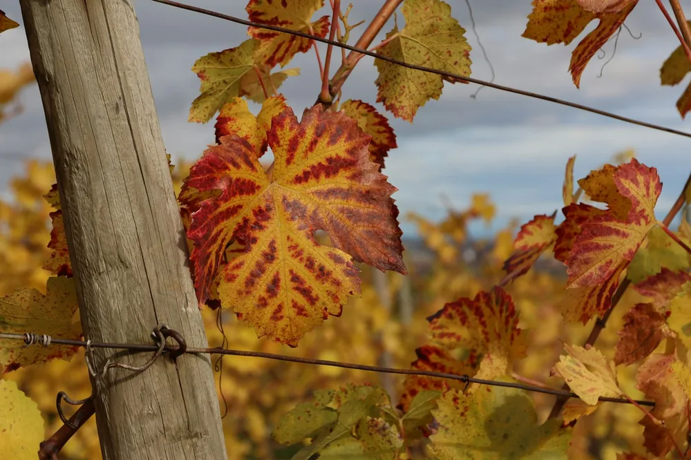 Autumn leaves on a grapevine with a wooden post