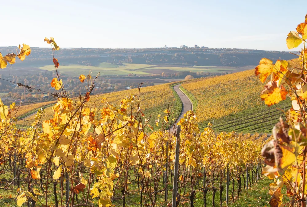 Autumn view of a vineyard with yellow leaves and a winding pathway under a clear sky