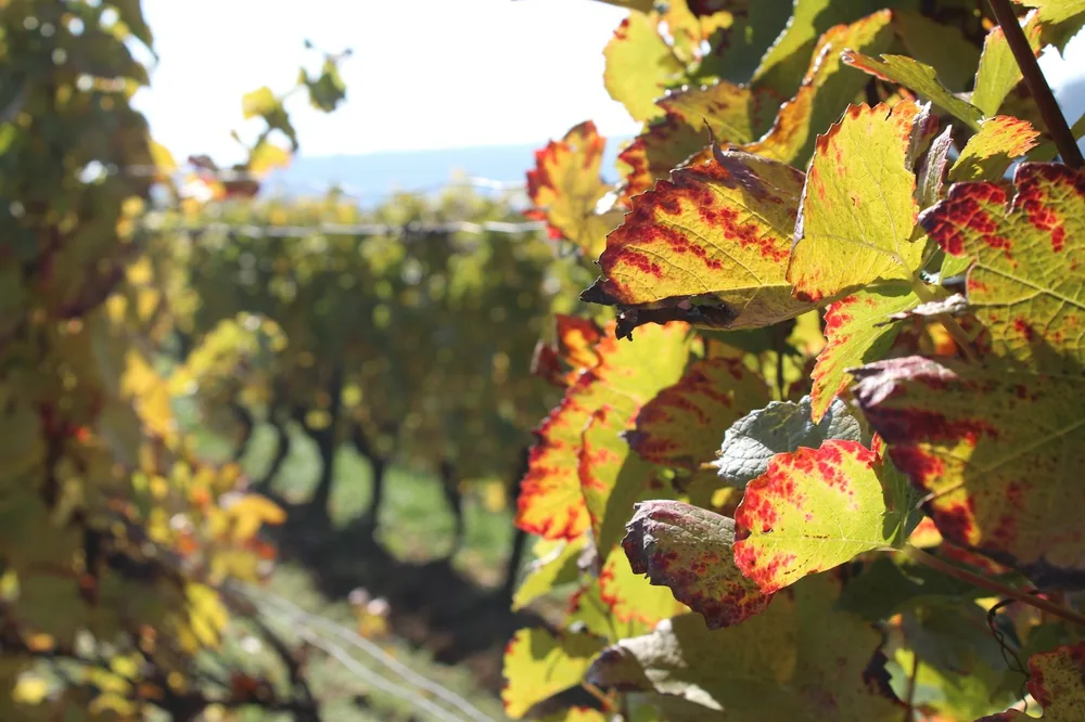 Autumn vineyard with colorful grape leaves in sunlight