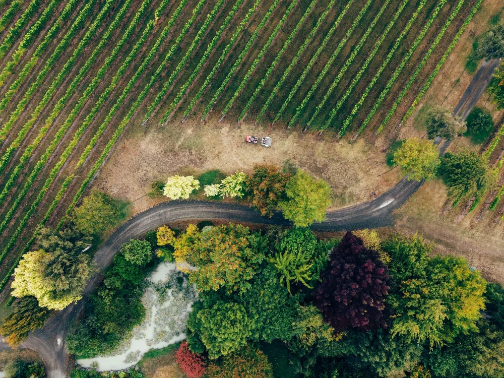 Autumn vineyard with foliage and winding roads, captured by drone