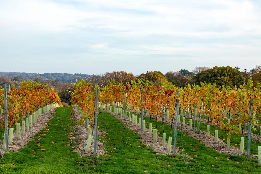 Autumn vineyard with golden foliage and scenic hills in the background