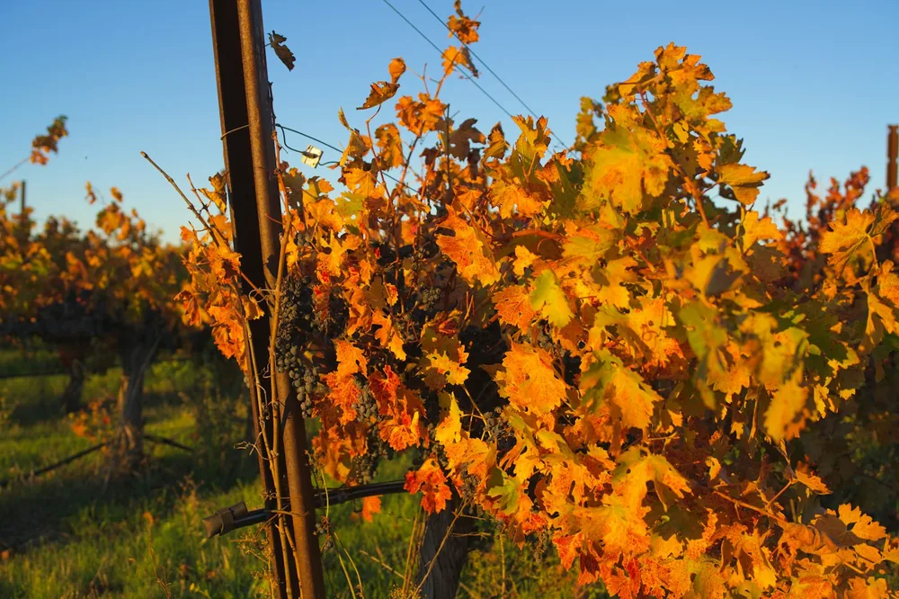 Autumn vineyard with golden grape leaves