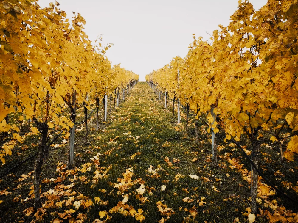 Autumn vineyard with golden grapevines under a bright sky, showcasing the season's transition