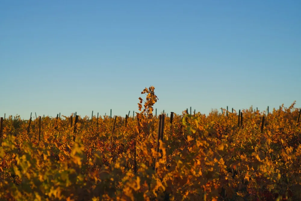 Autumn vineyard with golden leaves under clear blue sky
