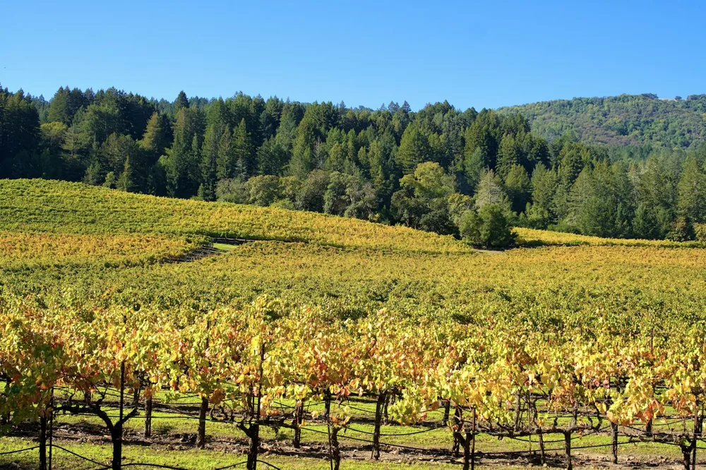 Autumn vineyard with rolling hills and trees