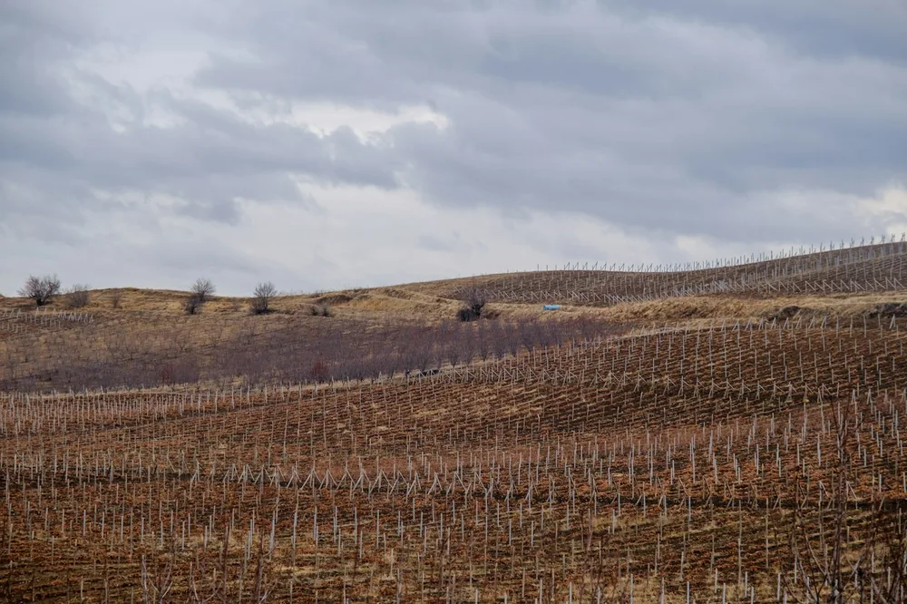 Bare grapevines cover rolling hills under a cloudy sky