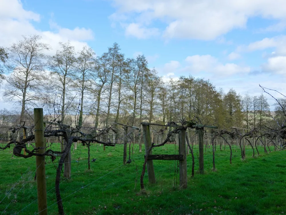 Bare grapevines in a field under a cloudy sky