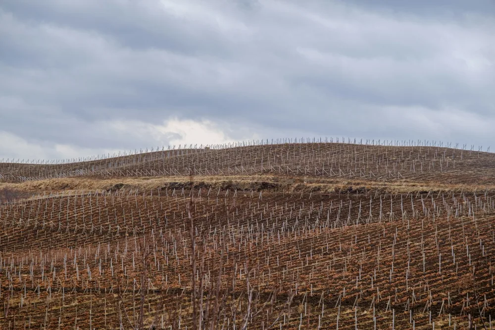 Bare grapevines on rolling hills under a cloudy sky