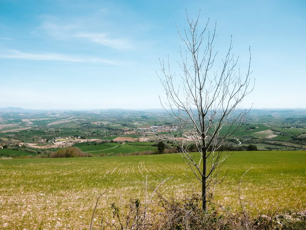 Bare tree in a green field overlooking rolling hills