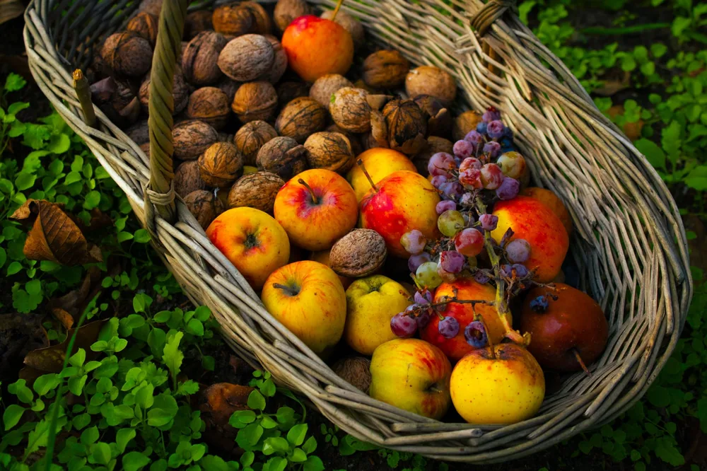 Basket filled with apples, grapes, and walnuts on green grass, symbolizing autumn abundance