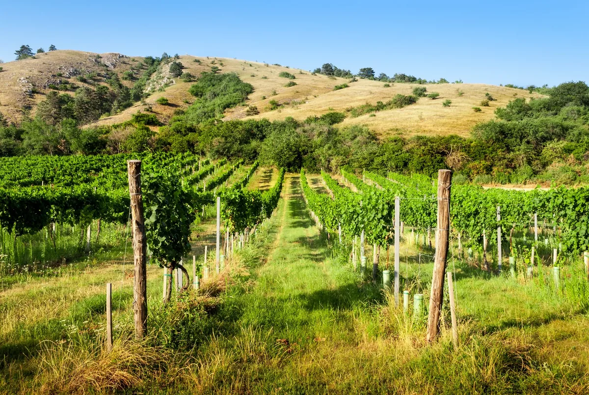 Vineyard with lush green grapevines on a sunny day in a rural countryside setting