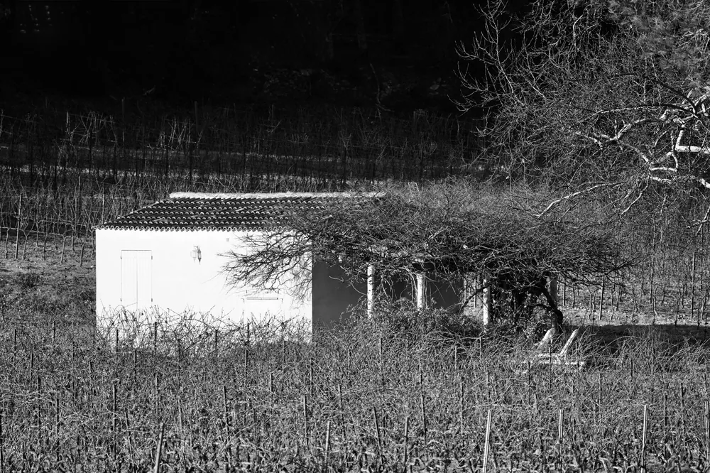 Black and white image of a cottage amidst a vineyard in winter