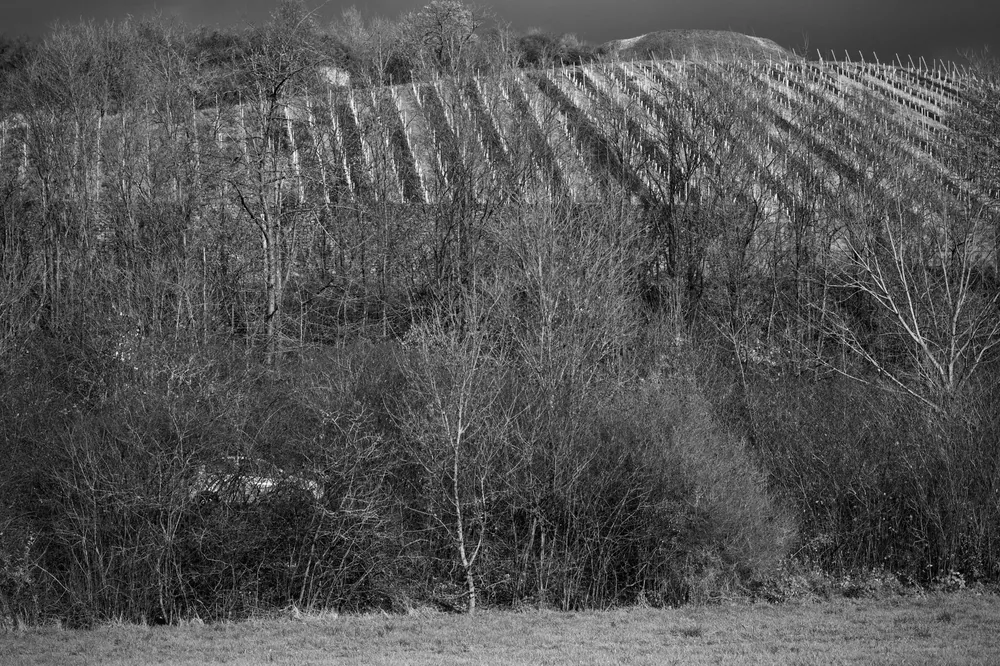 Black and white image of vineyard on a hillside with dense trees