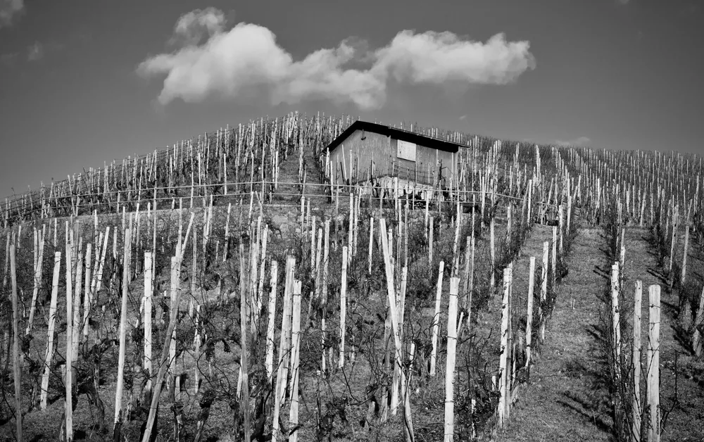 Black and white photo of a vineyard hill with a rustic shack under a cloudy sky