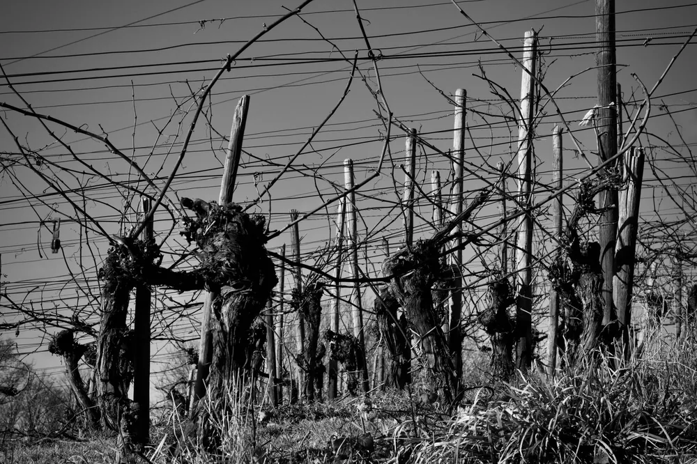 Black and white photograph of a vineyard with bare vines in winter, showcasing a rustic atmosphere