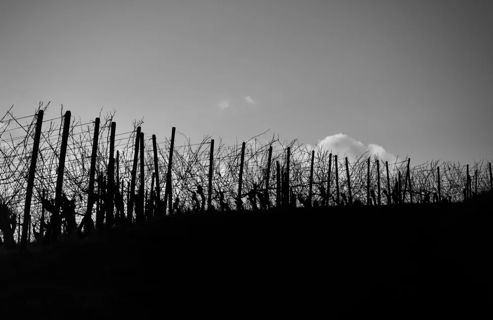 Black-and-white silhouette of vineyard rows during sunset with dramatic sky