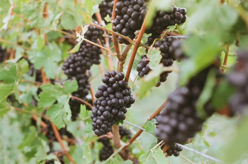 Black grapes on a vine in a vineyard, showcasing ripe fruit among lush green leaves