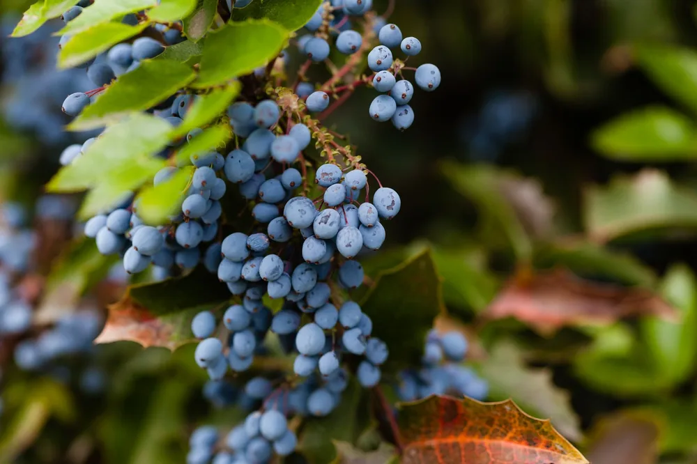 Blue grapes growing on a lush vine against green foliage