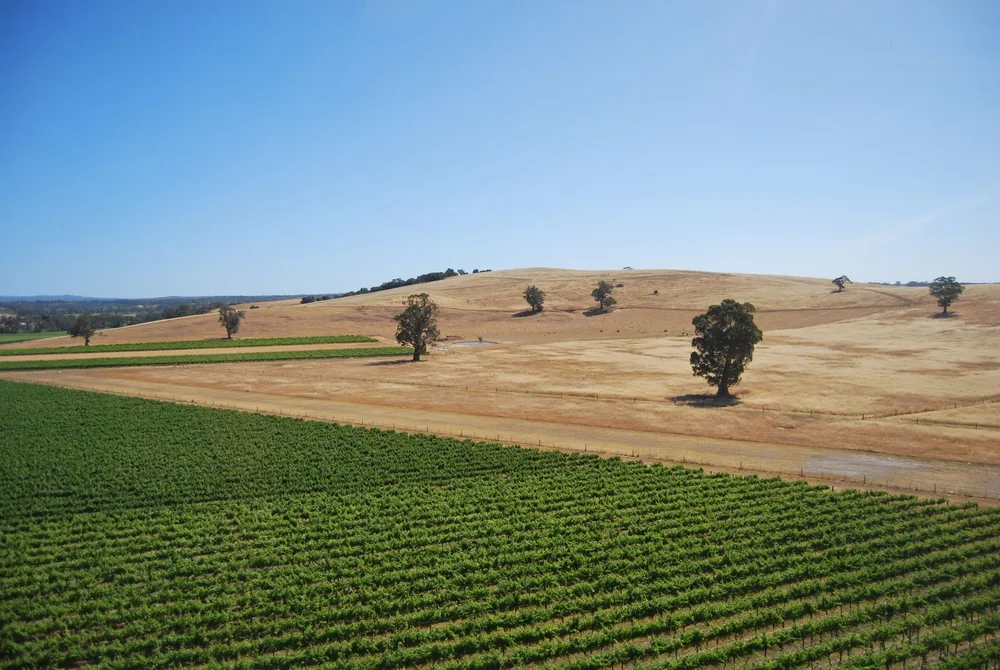 Bright agricultural fields under a clear blue sky, featuring rolling hills and lush green crops
