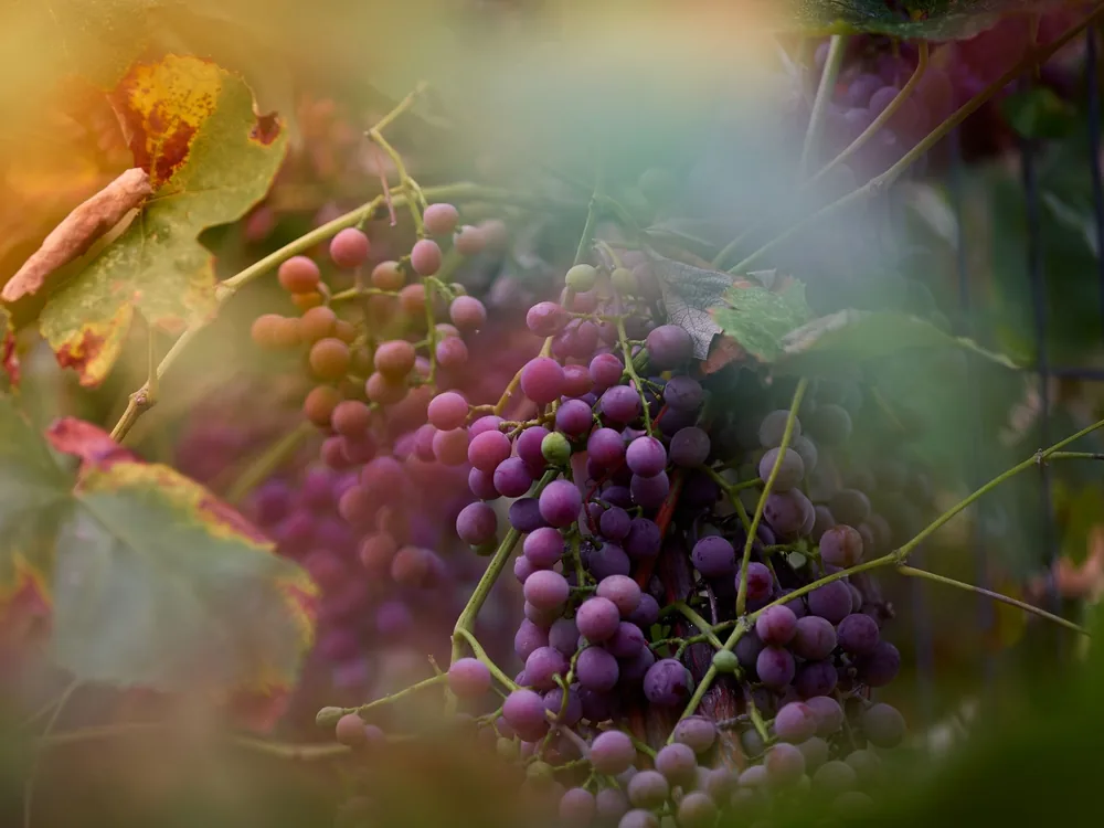 Bright clusters of purple grapes hanging in a vineyard, surrounded by lush foliage