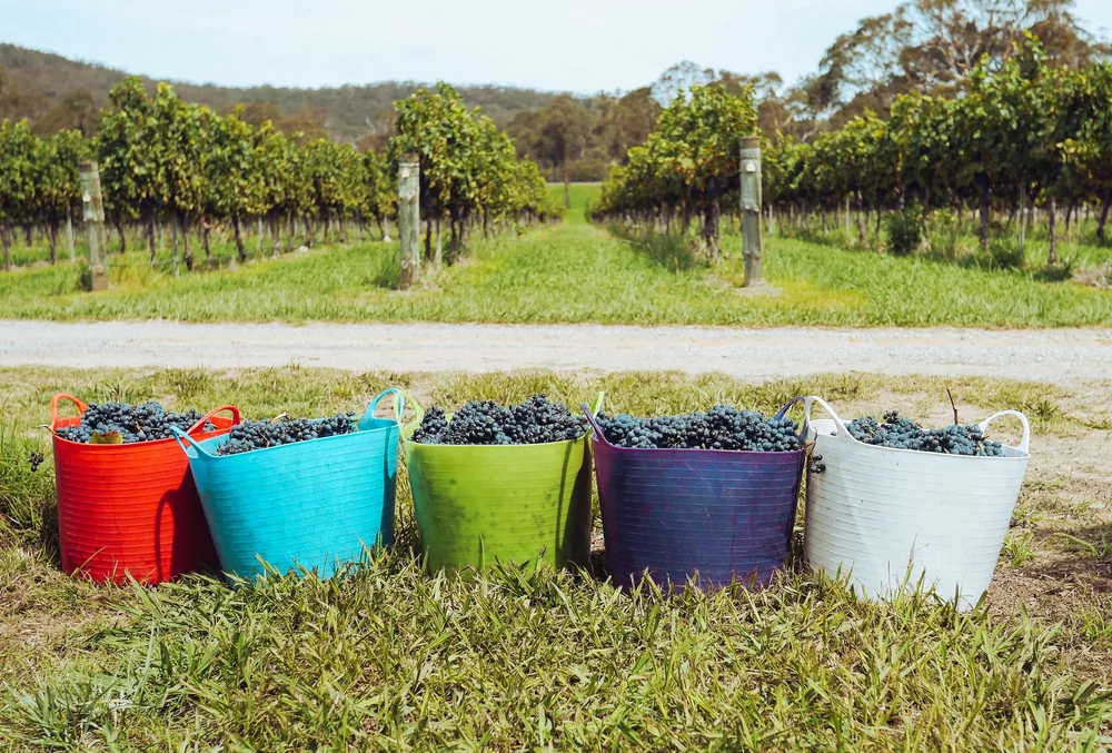 Buckets filled with grapes in a scenic vineyard under the sun