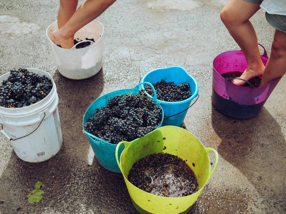 Buckets of grapes being traditionally stomped outdoors, part of the winemaking process