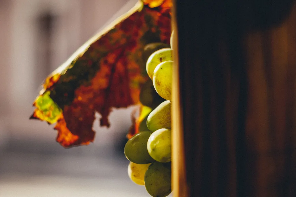 Bunch of fresh grapes with leaf placed on stall on sunny day on street market