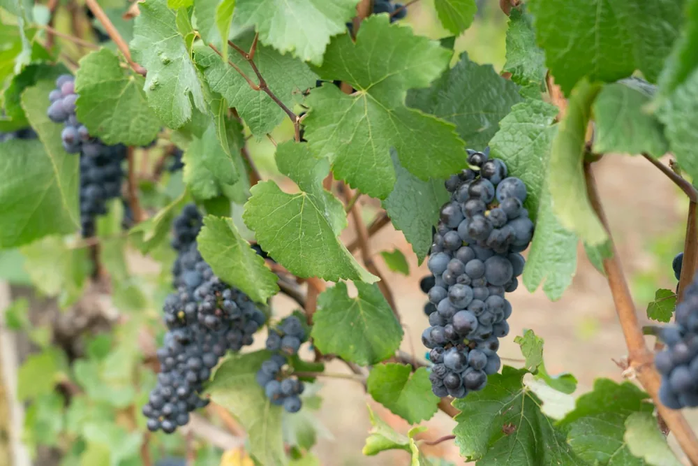 Bunch of purple grapes hanging from plant