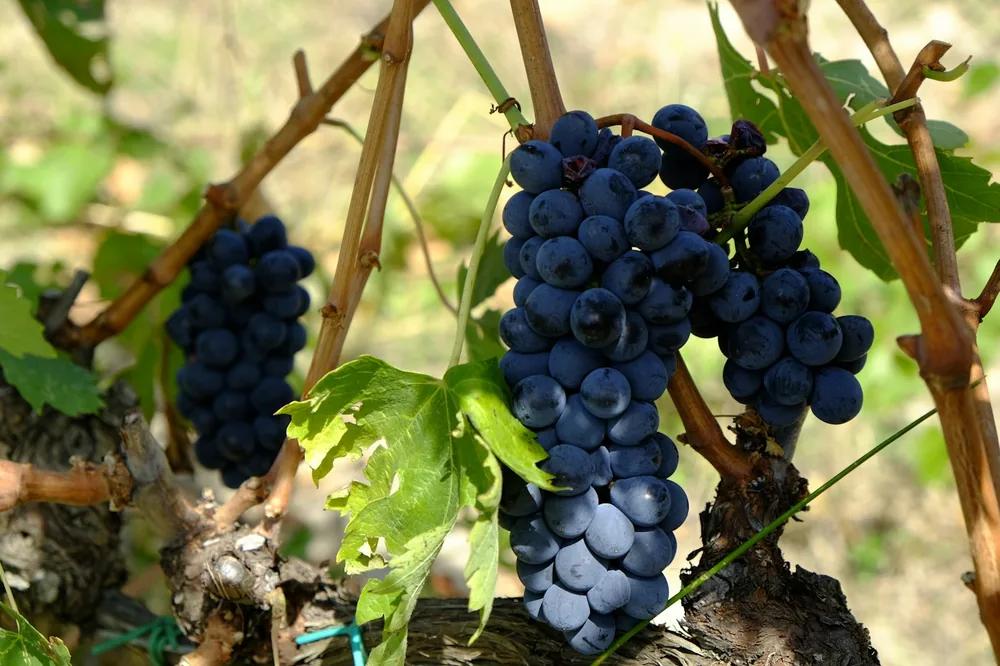 Bunch of purple grapes in close-up photography