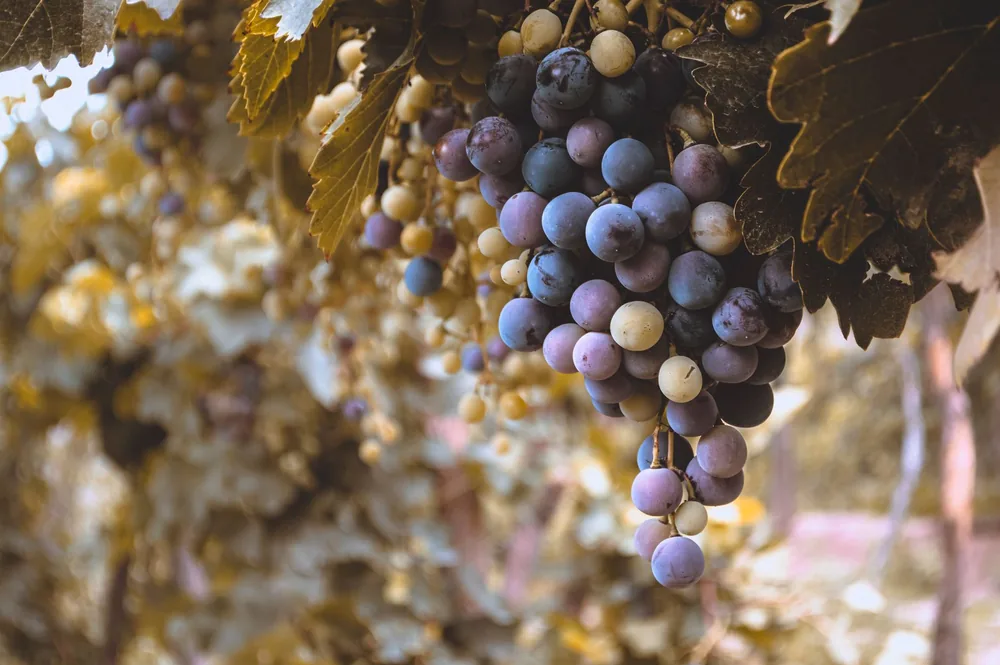 Bunch of ripe grapes hanging in a vineyard during harvest season