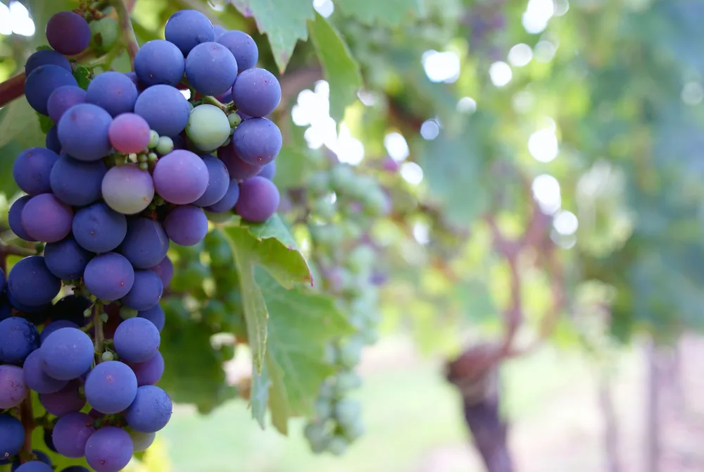 Bunch of ripe grapes hanging on a vine in a sunlit vineyard