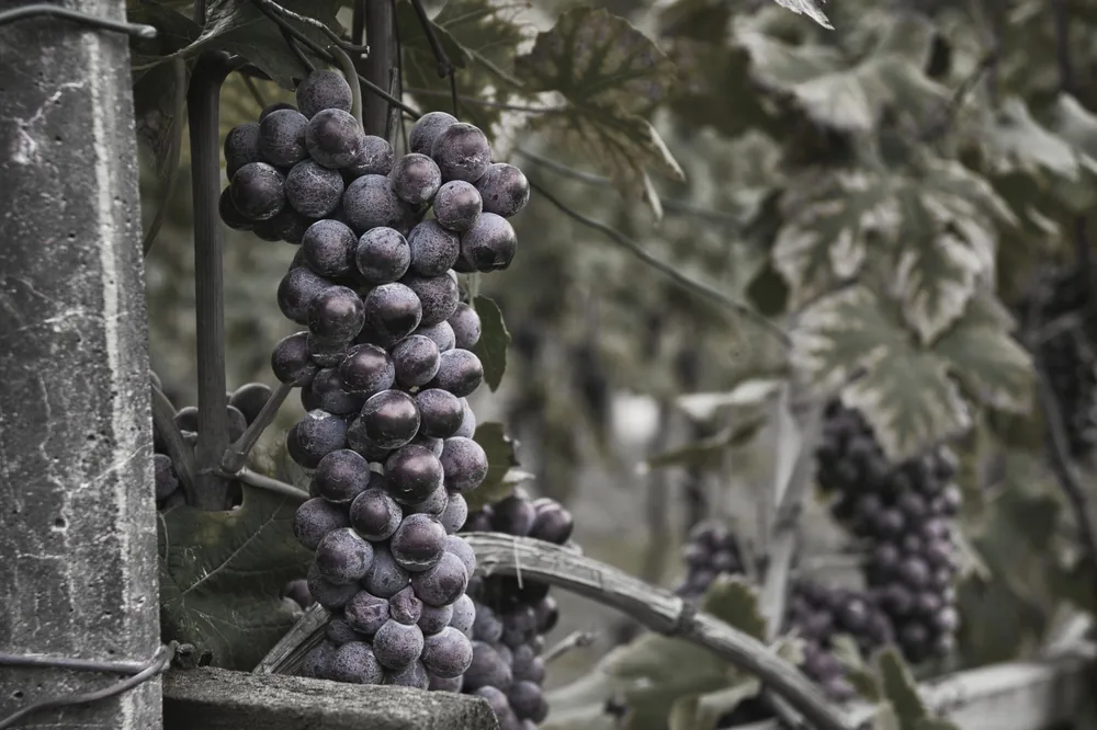 Bunch of ripe grapes hanging on a vine in a vineyard. Perfect for wine production