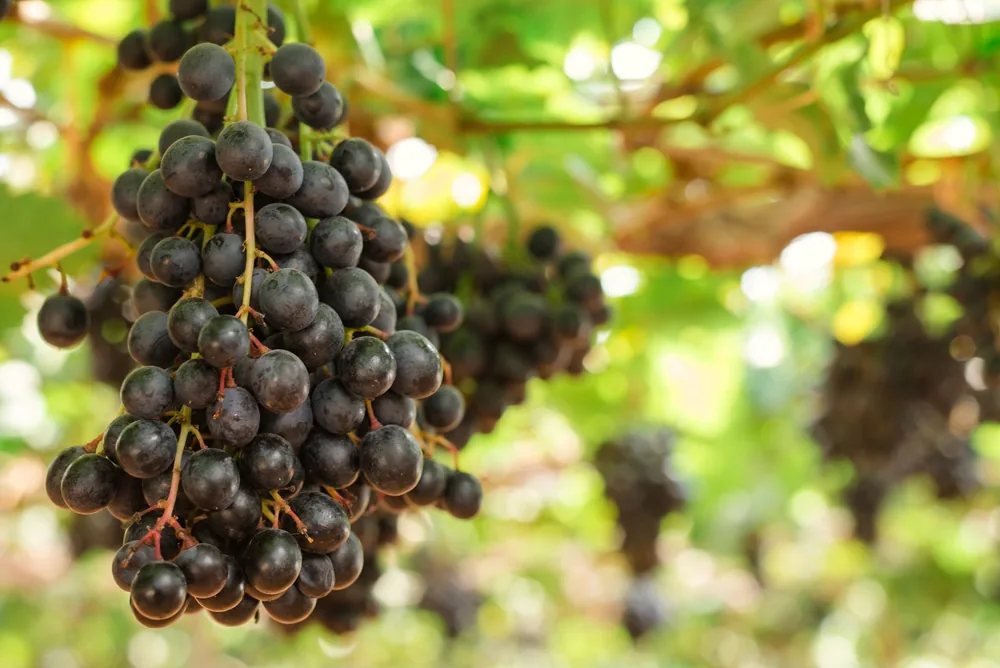 Bunches of ripe grapes hanging in a sunlit vineyard, showcasing natural beauty