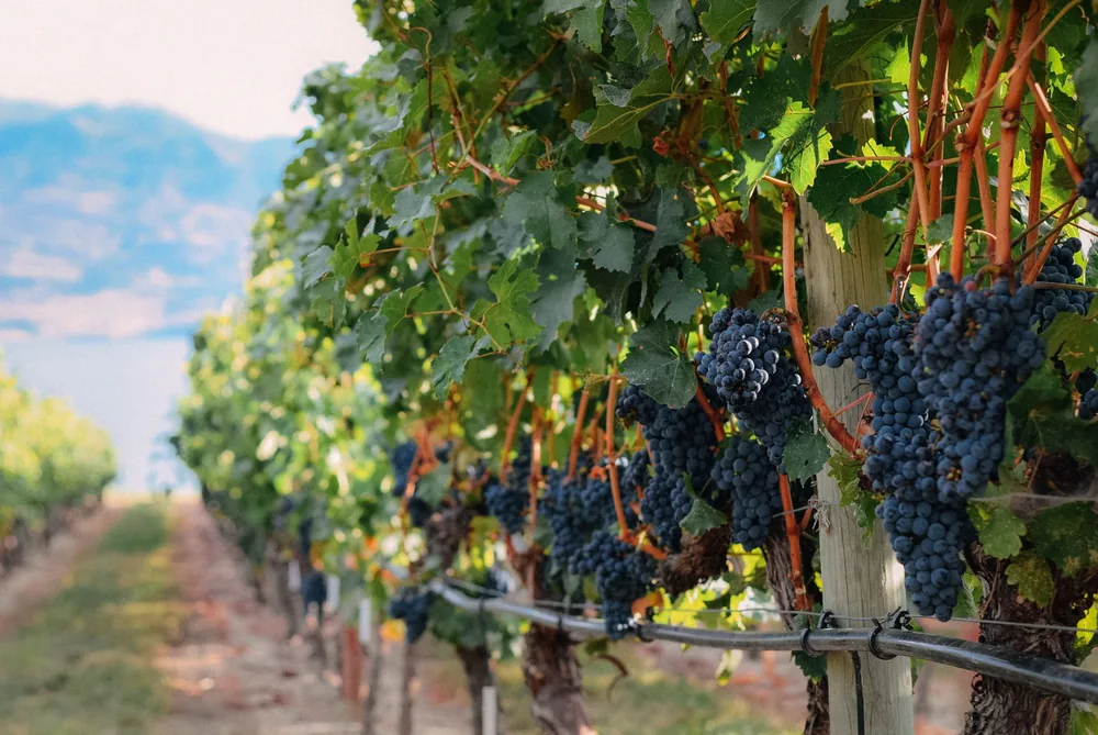 Bunches of ripe grapes hanging on green tree in vineyard in sunny day