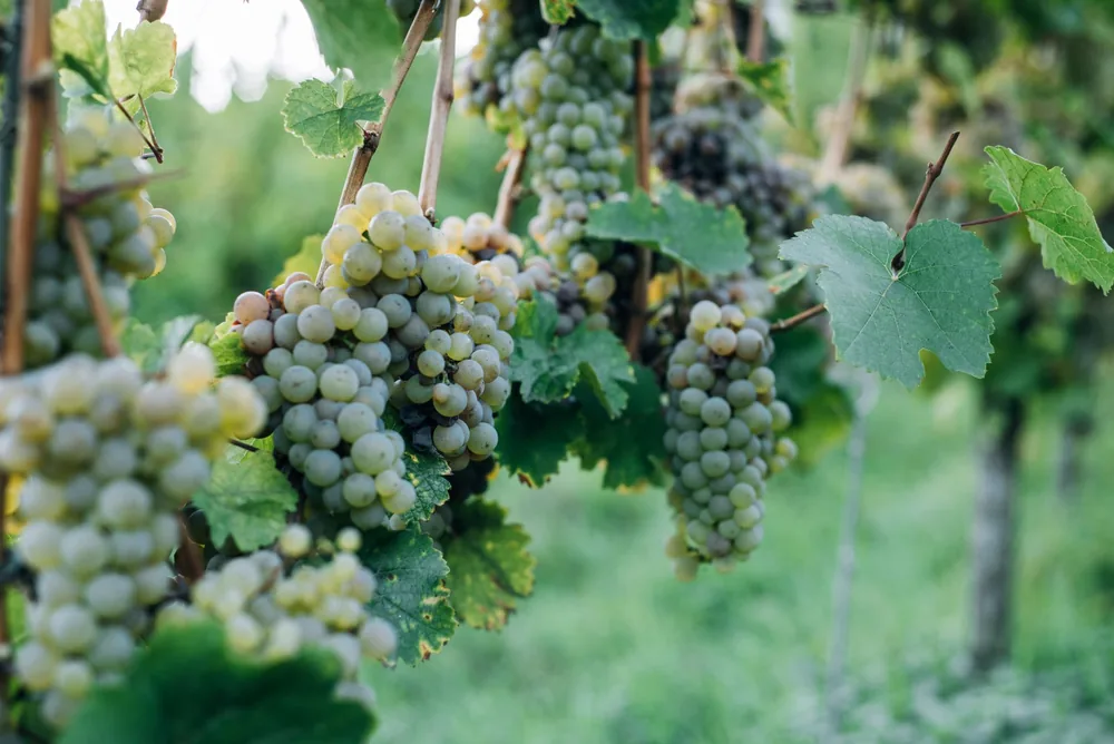 Bunches of ripe grapes hanging on twigs in vineyard in bright summer day