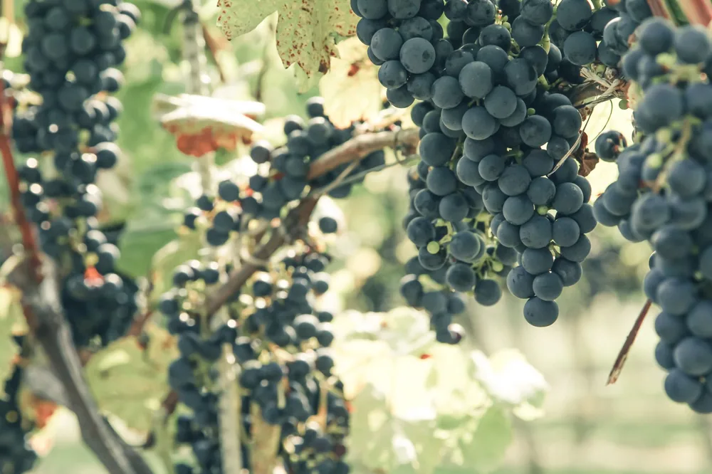 Bunches of ripe wine grapes hanging on vine growing in garden on sunny day