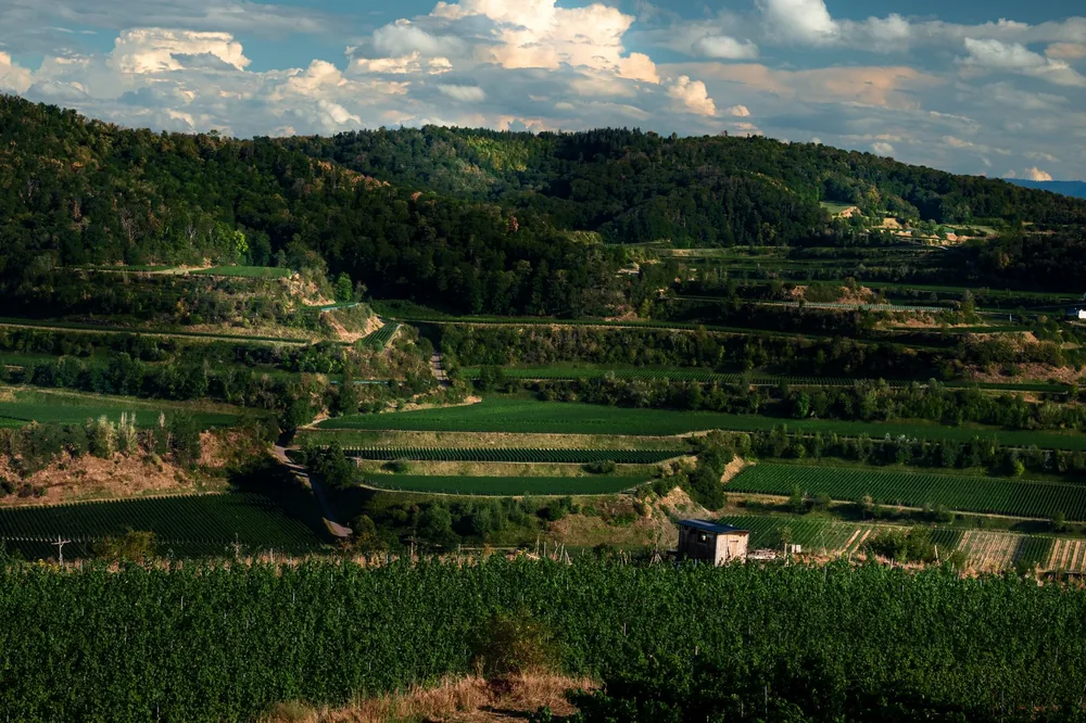 Captivating landscape of vineyards nestled in rolling hills with a clear blue sky
