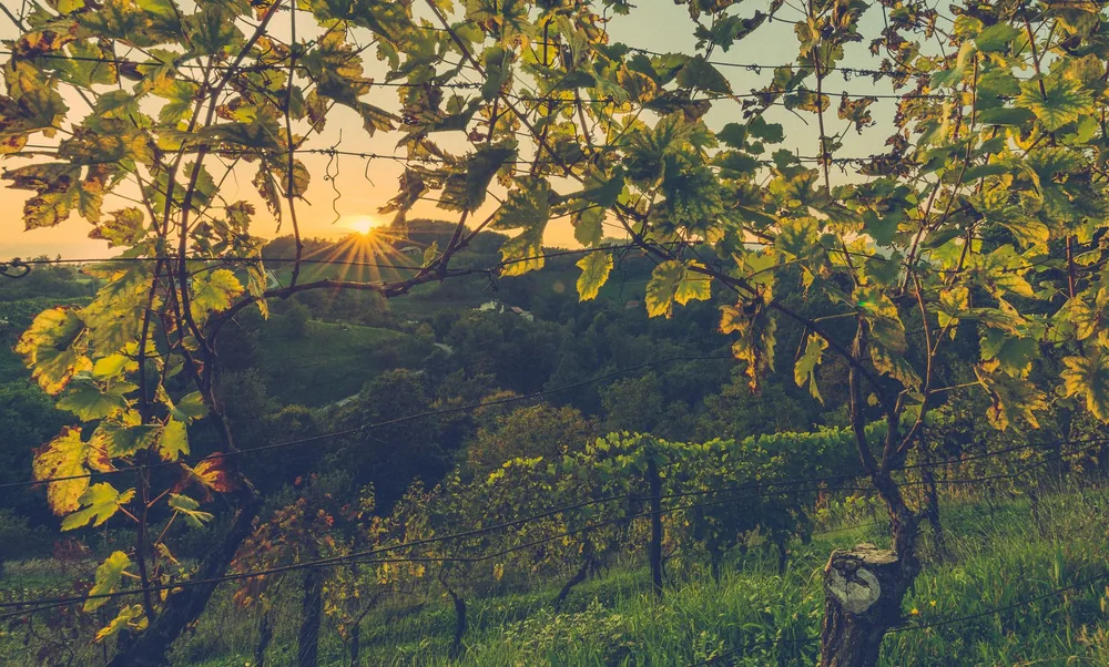 Captivating view of a vineyard with sun setting behind hills, offering a serene landscape