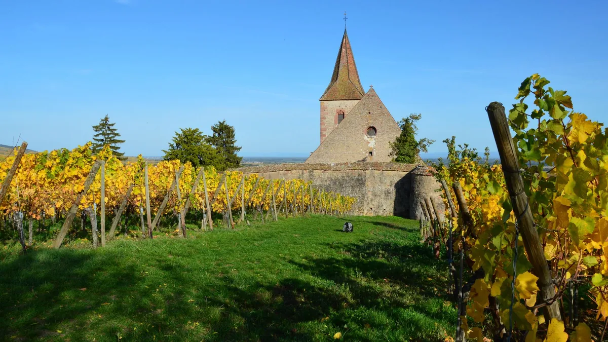 Church surrounded by a vineyard under a clear blue sky in autumn