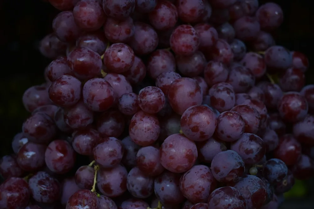 Close shot of black grapes