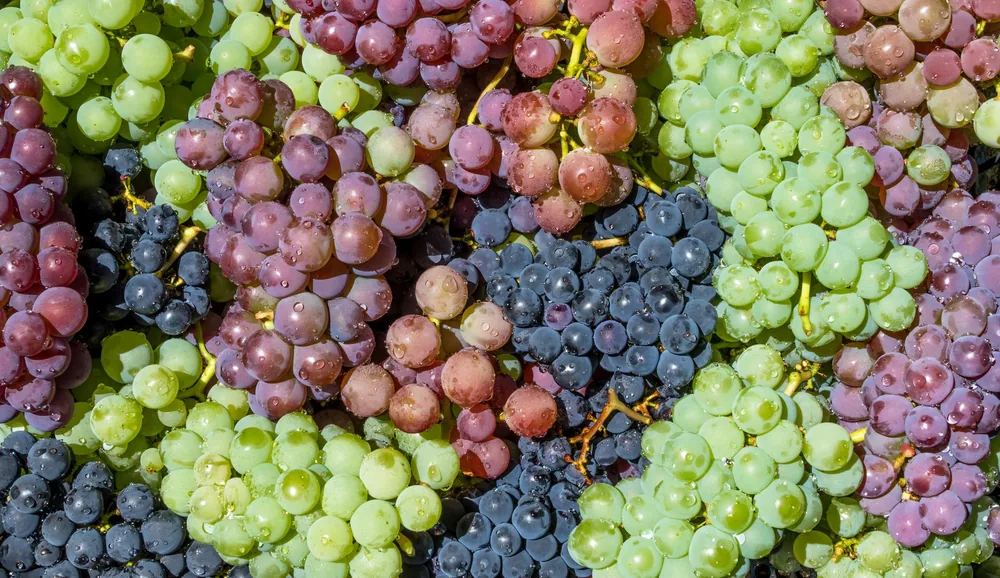 Close-up image showcasing a fresh, colorful assortment of green, red, and black grapes
